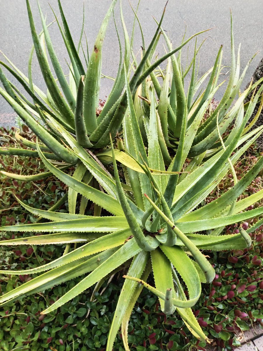 tebogo king tweet media