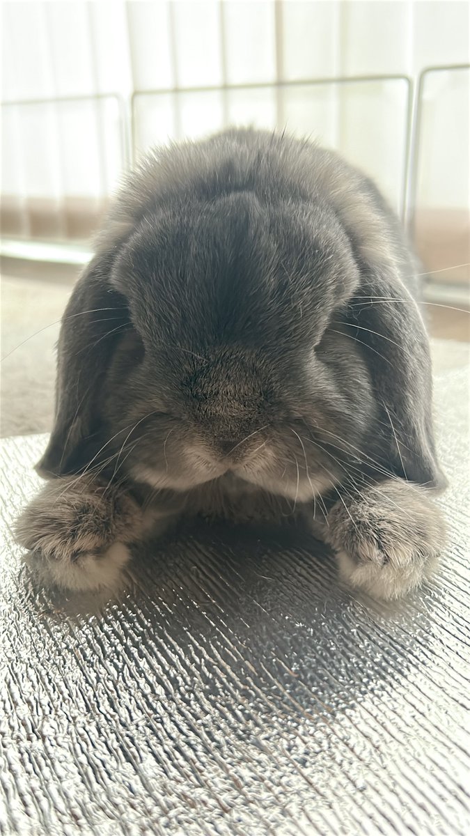 うさぎ うさぎのひのき🌳 Hinoki bunny (@hinokiusa) / Posts / X