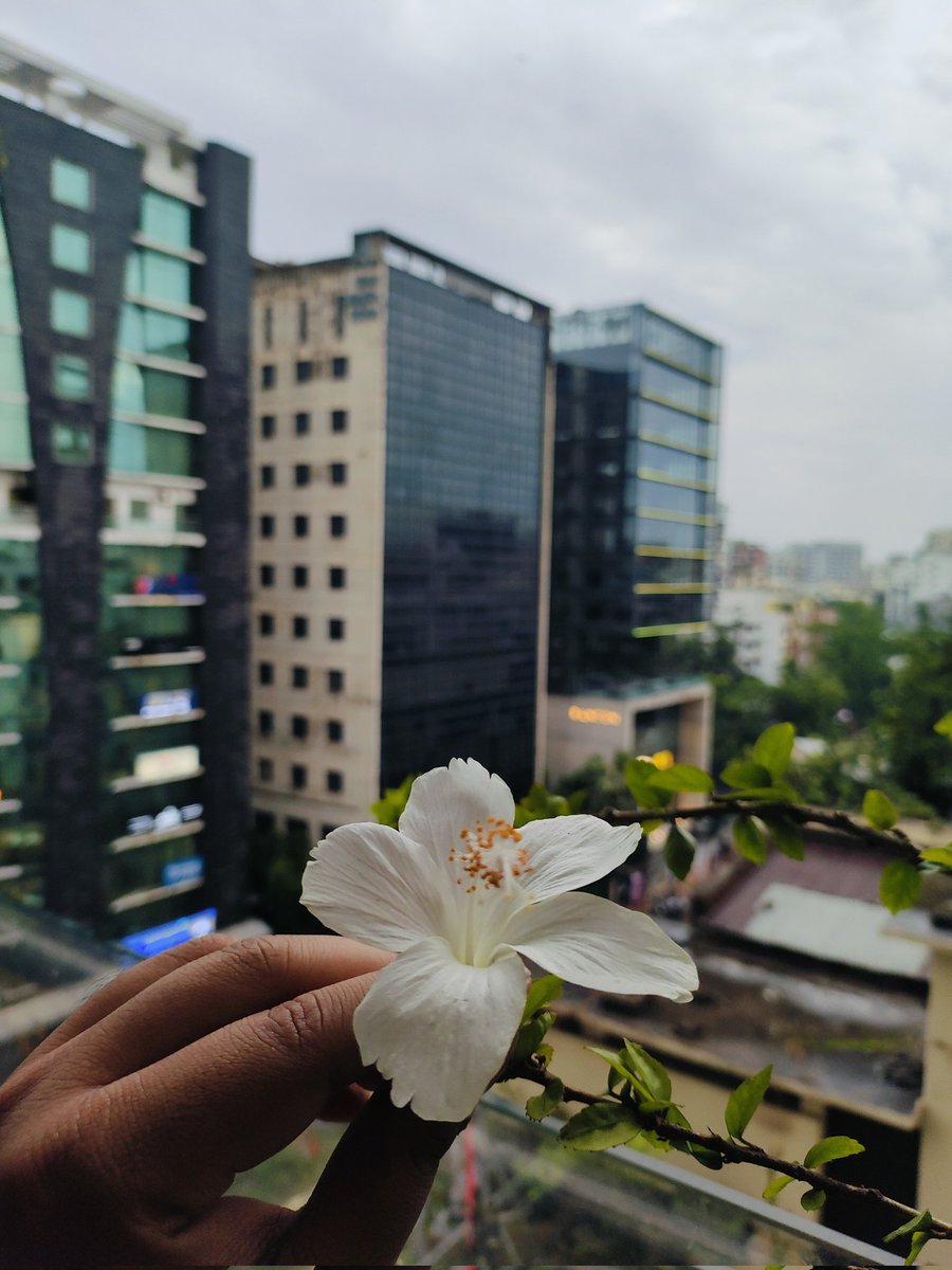 Rifat558333's tweet image. Somewhere in the city of Dhaka, a touch of nature prevails... 
#Dhaka #busycoding #Grind