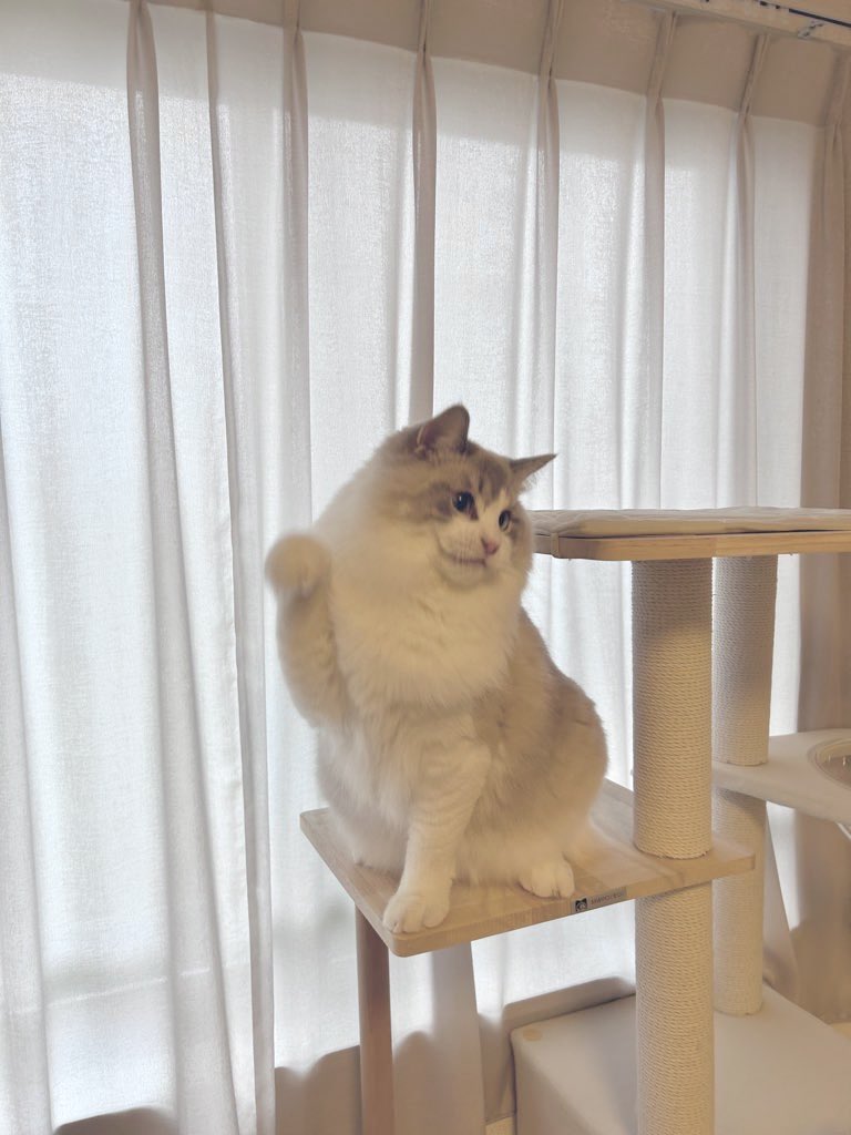 heroshinatan's tweet photo. まねきねこ https://t.co/Ic98KTgIWx