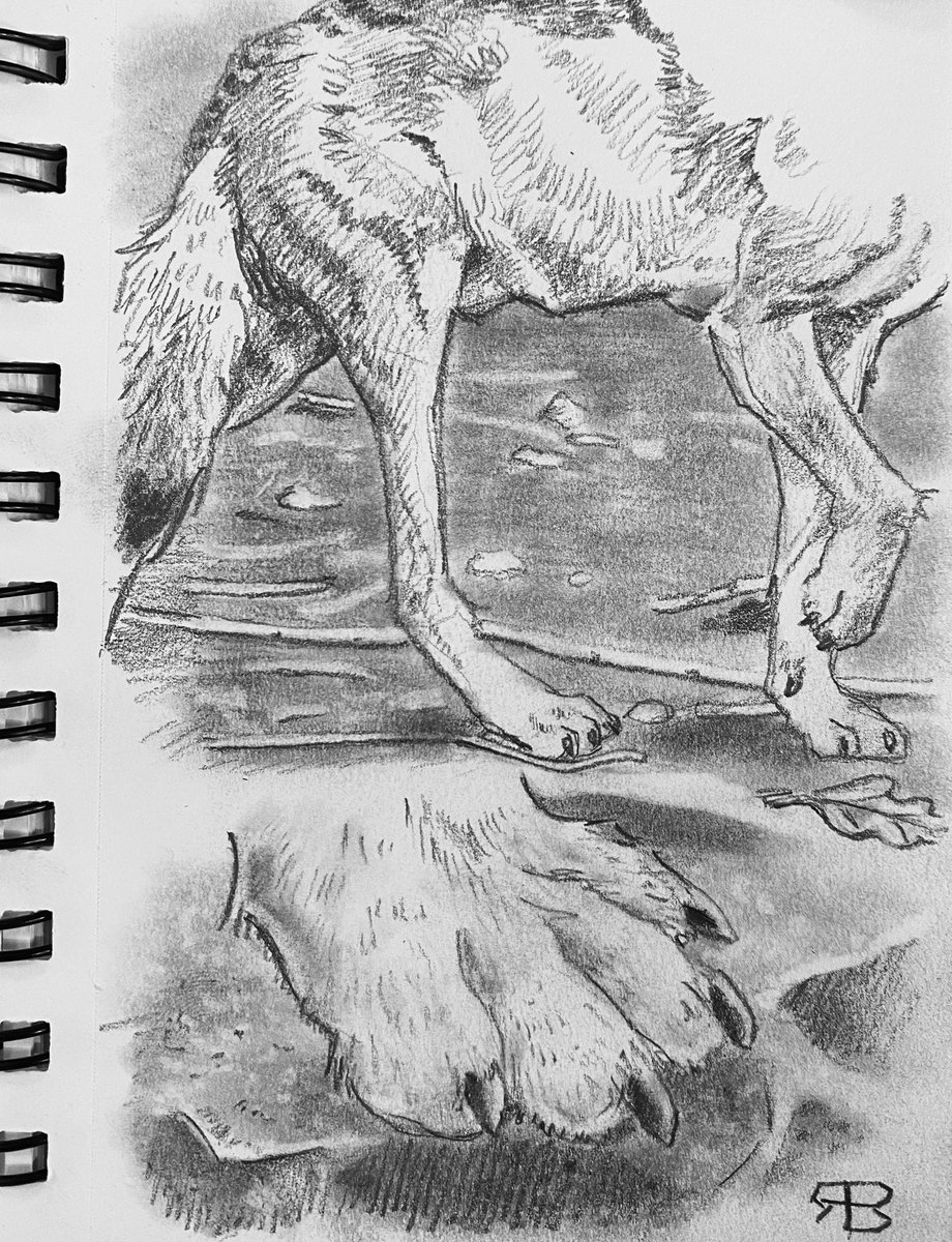 RobertriusKoT's tweet image. Wolf Paw Study

#wolf #paw #pencilart