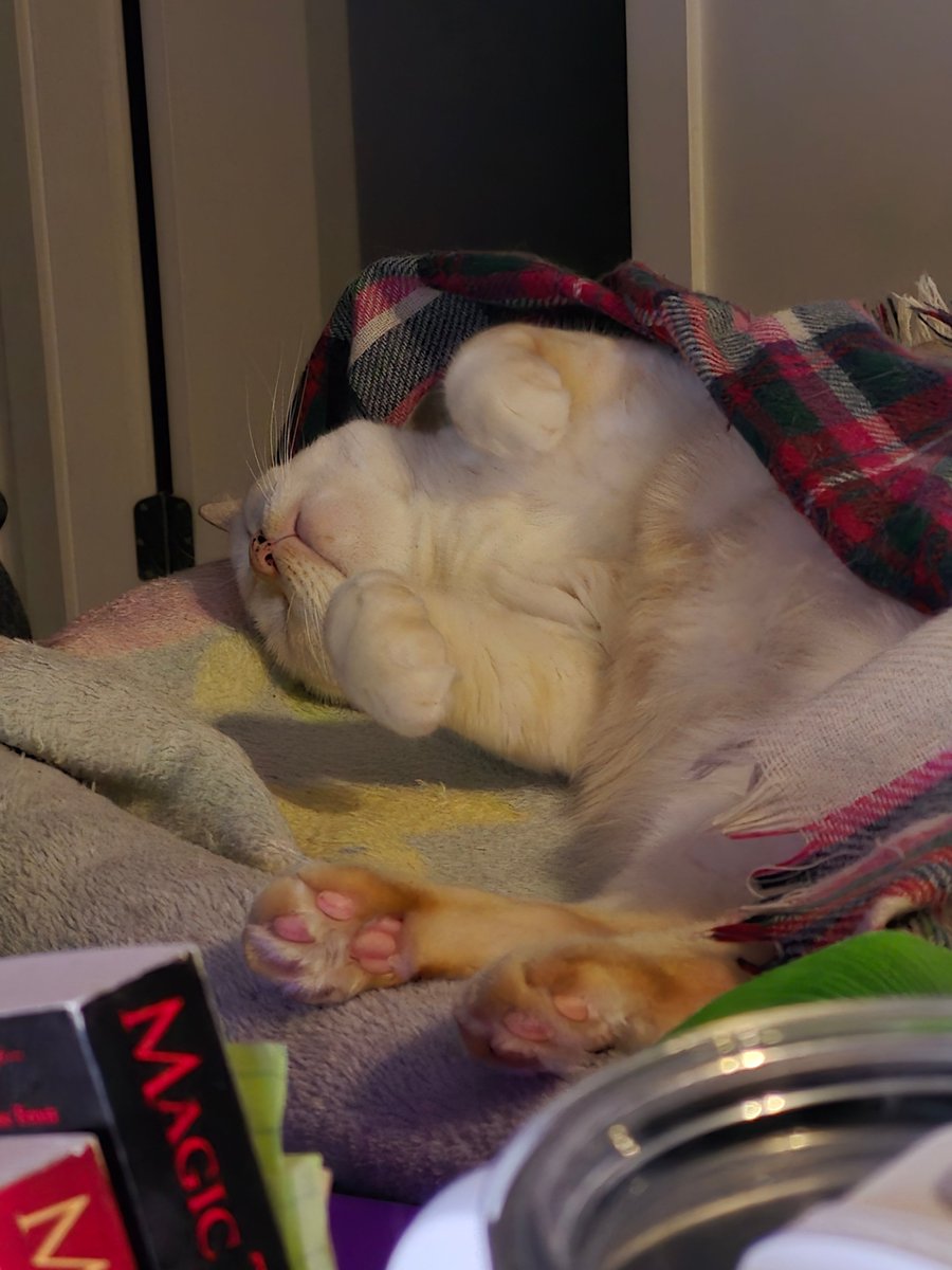 Look at this cutie pie!
May these beans make your day just a lil bit brighter ✨️