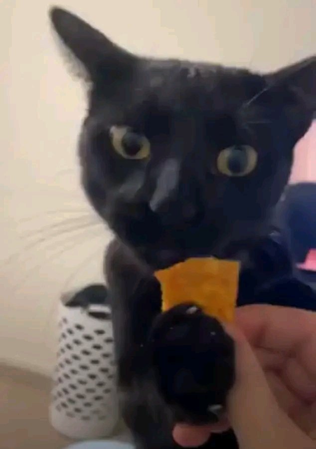 IntrovertVibesH's tweet image. &quot;I prefer cats because they don&apos;t eat ur food
My cat: