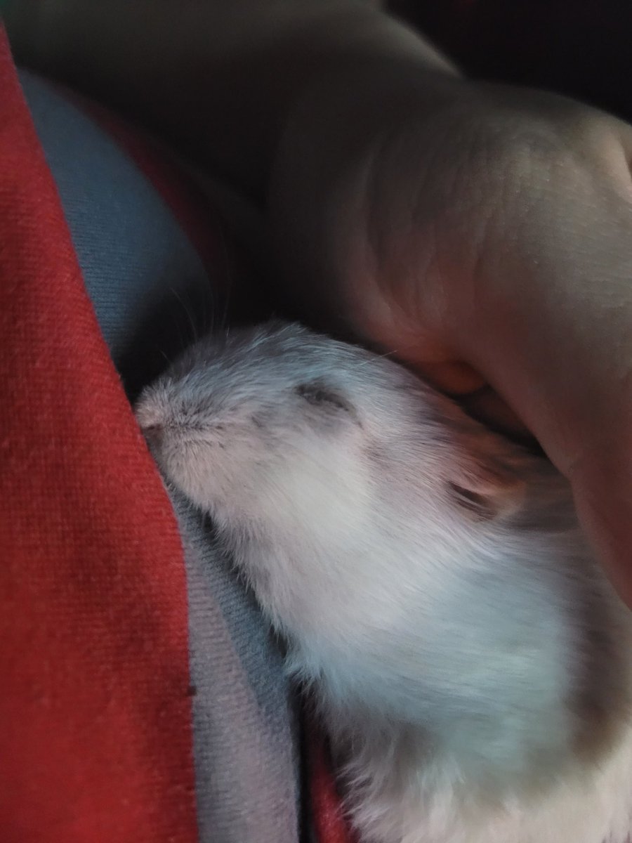 햄스터 쓰다듬을땐 주의해야된다
너무 열심히 쓰다듬으면 슬라임화가 진행되버려서
피부층이 흘러내린다