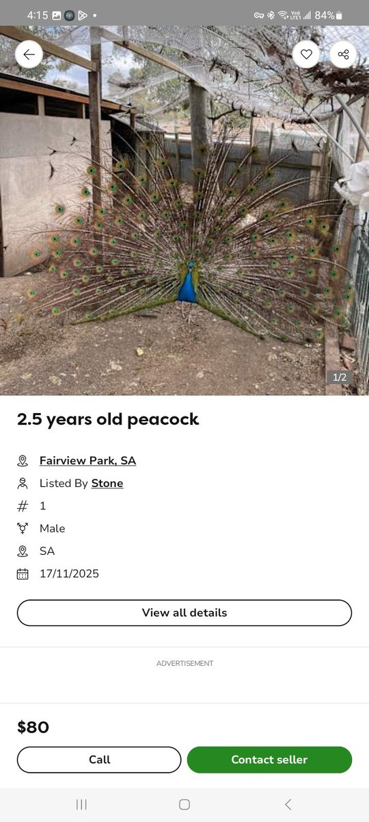 tobjectpascal's tweet image. Should i buy a peacock 🤣
