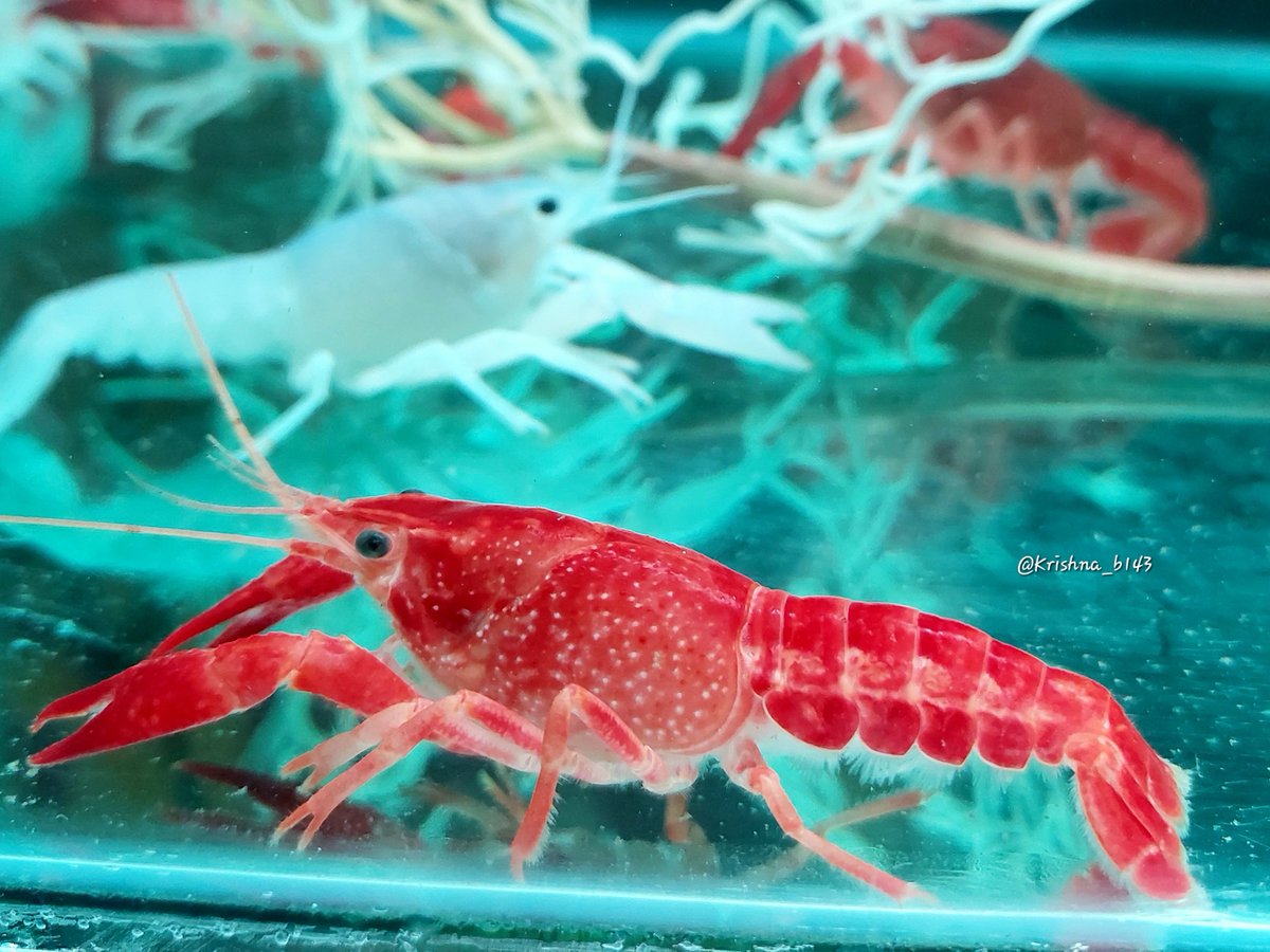 जलचर प्राणी
#माझाक्लिक
#Aquatic_animal