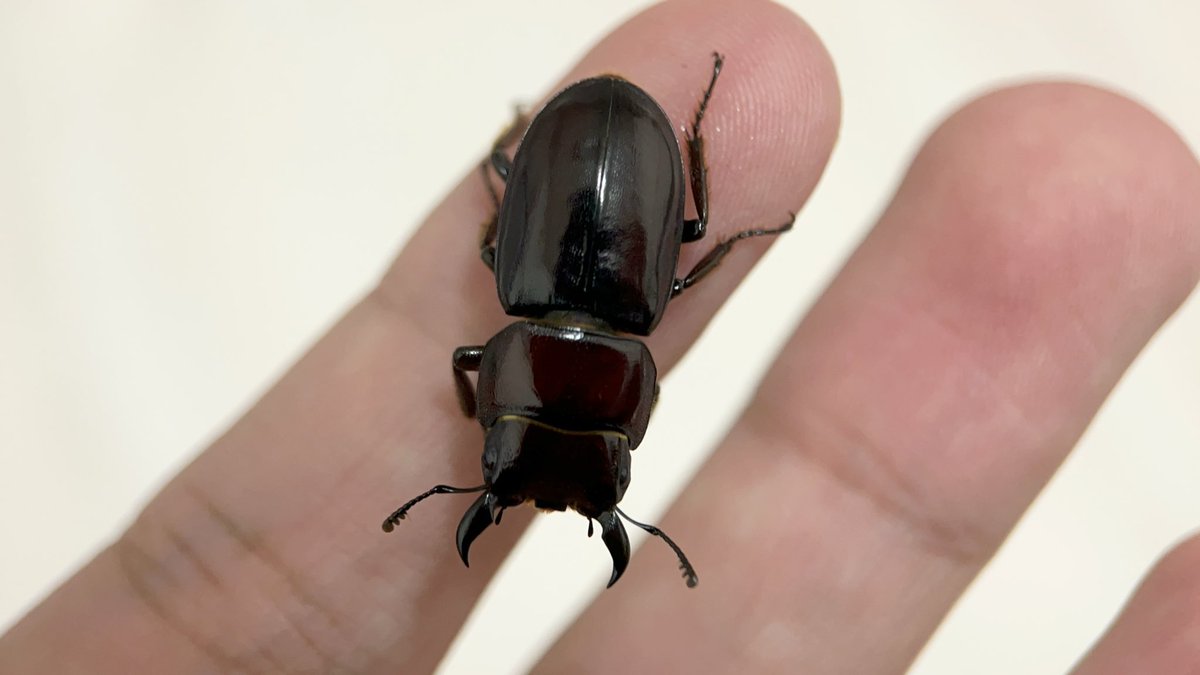 Yabugiris's tweet image. ダイトウヒラタ♂
他の兄弟より先に蛹化したため小粒くん
800ccならマット交換なしで大型を狙える種類らしいのですが、何がいけなかったのか