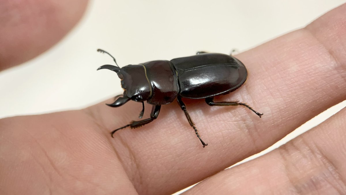 Yabugiris's tweet image. ダイトウヒラタ♂
他の兄弟より先に蛹化したため小粒くん
800ccならマット交換なしで大型を狙える種類らしいのですが、何がいけなかったのか