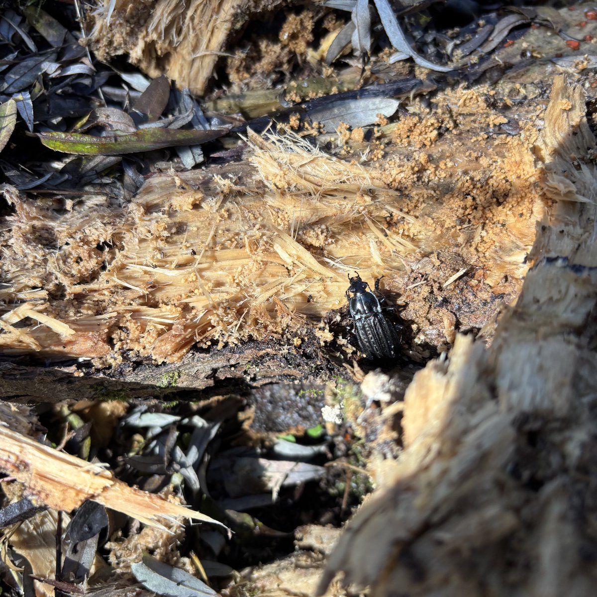 ｴカシ牙@CLUB NISSHU 6th 5/10 (@ekashigasub) on Twitter photo 