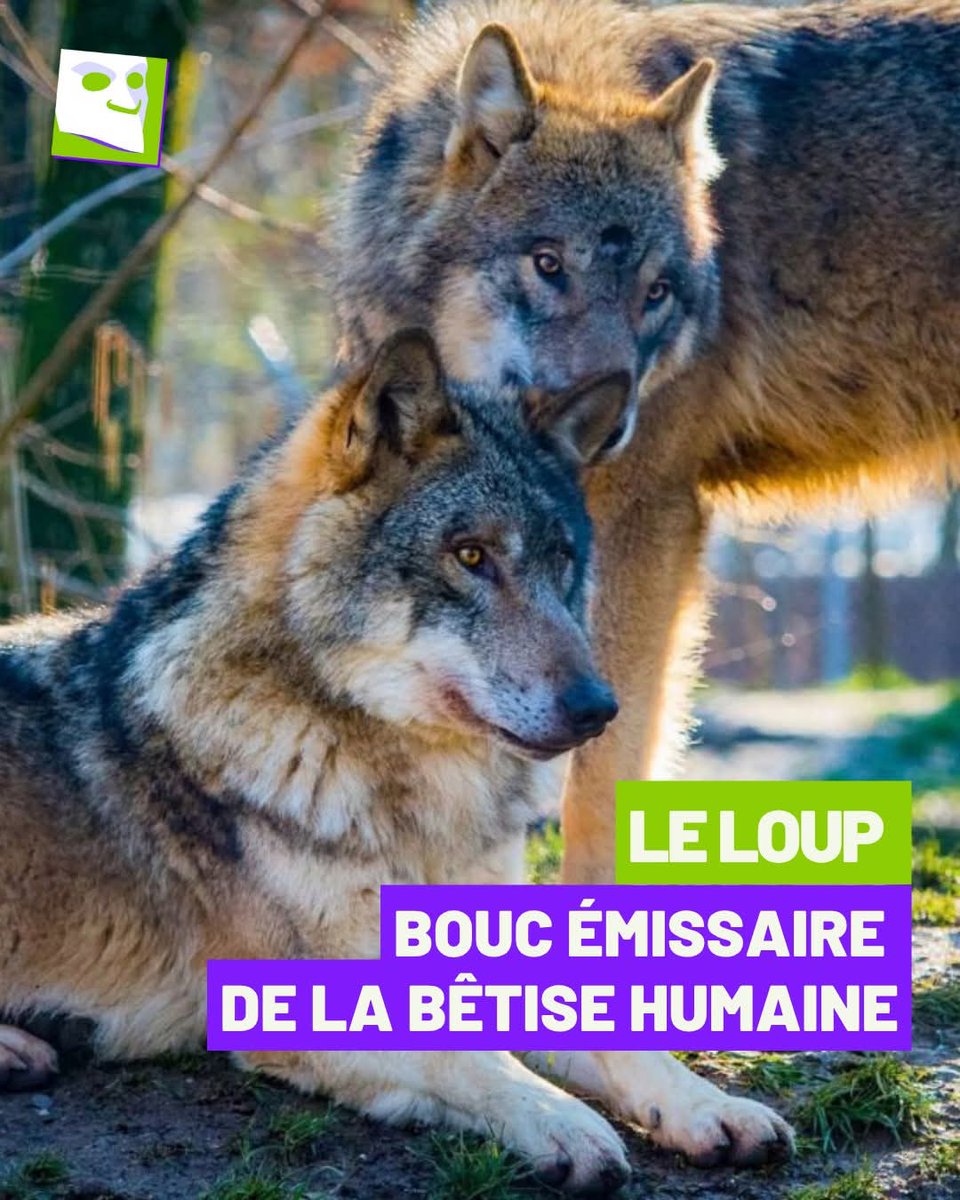 AdeaClaude's tweet image. La France a réintroduit le loup pour mieux l'abattre, tout cela sous la pression du lobby de la chasse.
Mais qu'est-ce qui tourne pas rond sur cette planète ? 😡😡😡😡