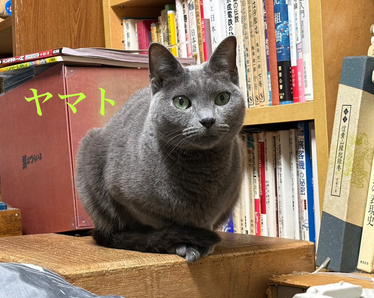 今夜のヤマトくん🐈‍⬛
ゲージに閉じ込めた😿
麻婆豆腐はダメなんだ😅
おやつで許してあげるよ😻
満腹だから遊びは待ってね🙏