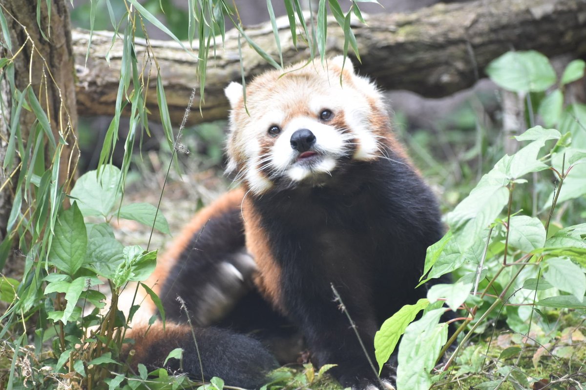 ジジ=͟͟͞͞(๑•̀ㅁ•́ฅ✧ drawing #illustration