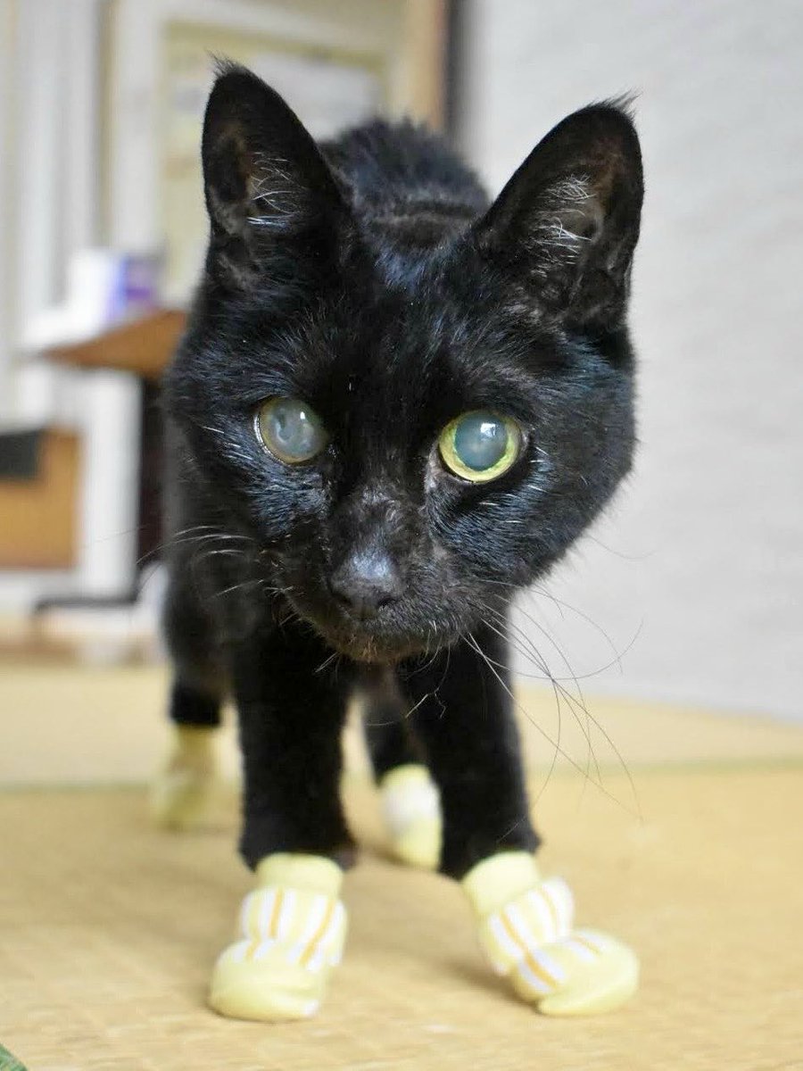 コンガリ舎　くぼともこさん　長靴をはいた猫ちゃん　靴下　壁掛け TLで靴下を履く猫さんを見かけて… 21のお婆ちゃんにはとても実用的で