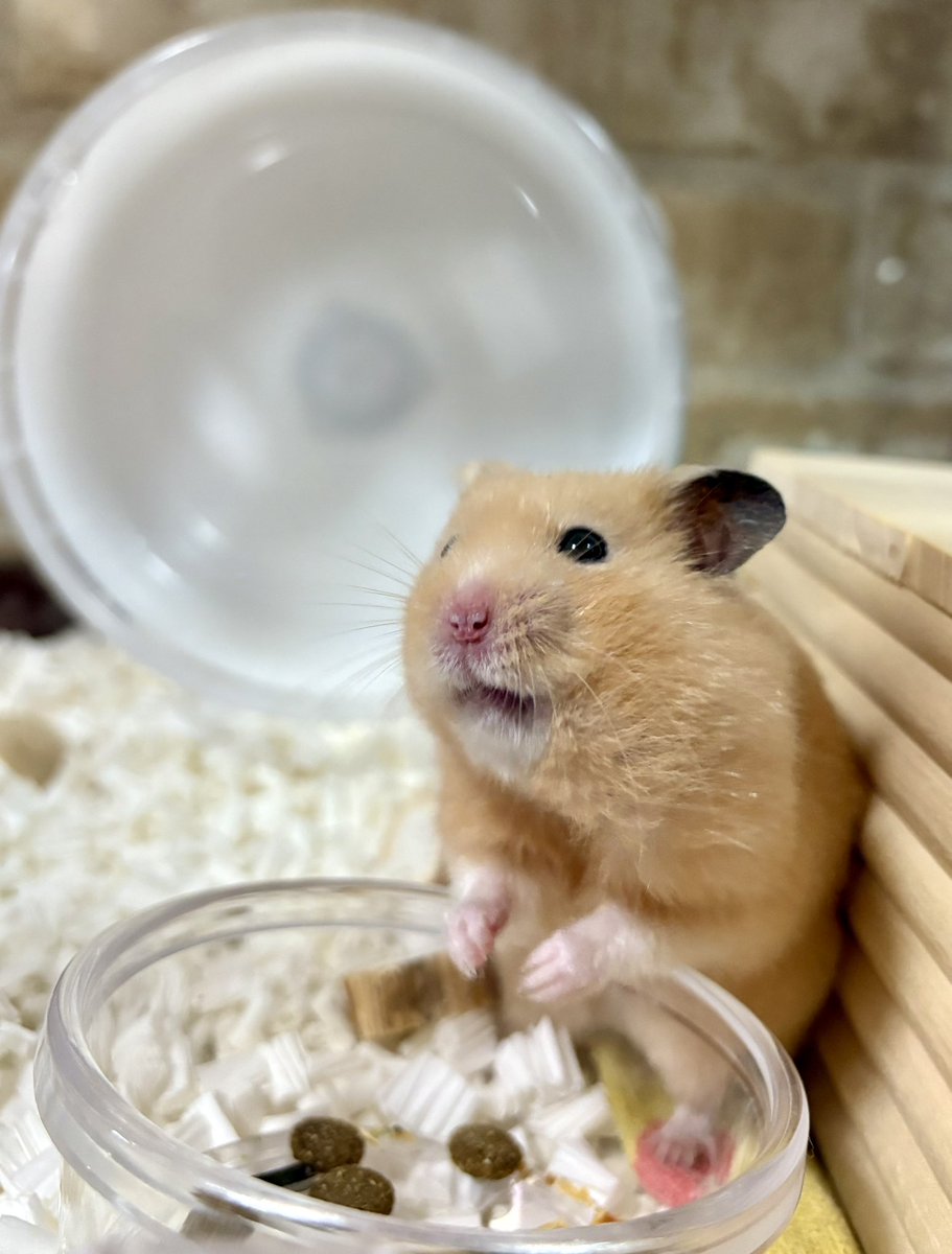 にゃり2号 (@nyari2go) / Posts / X