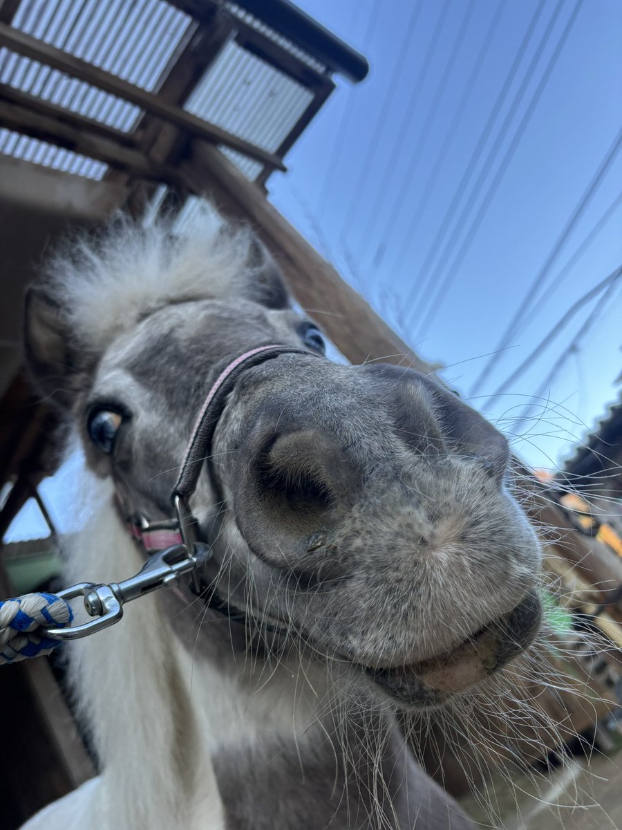 牛タンちゃん (@onakaippai_damo) / Posts / X