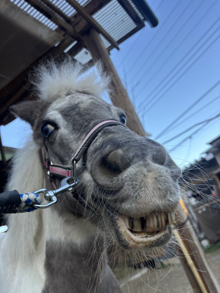 牛タンちゃん (@onakaippai_damo) / Posts / X