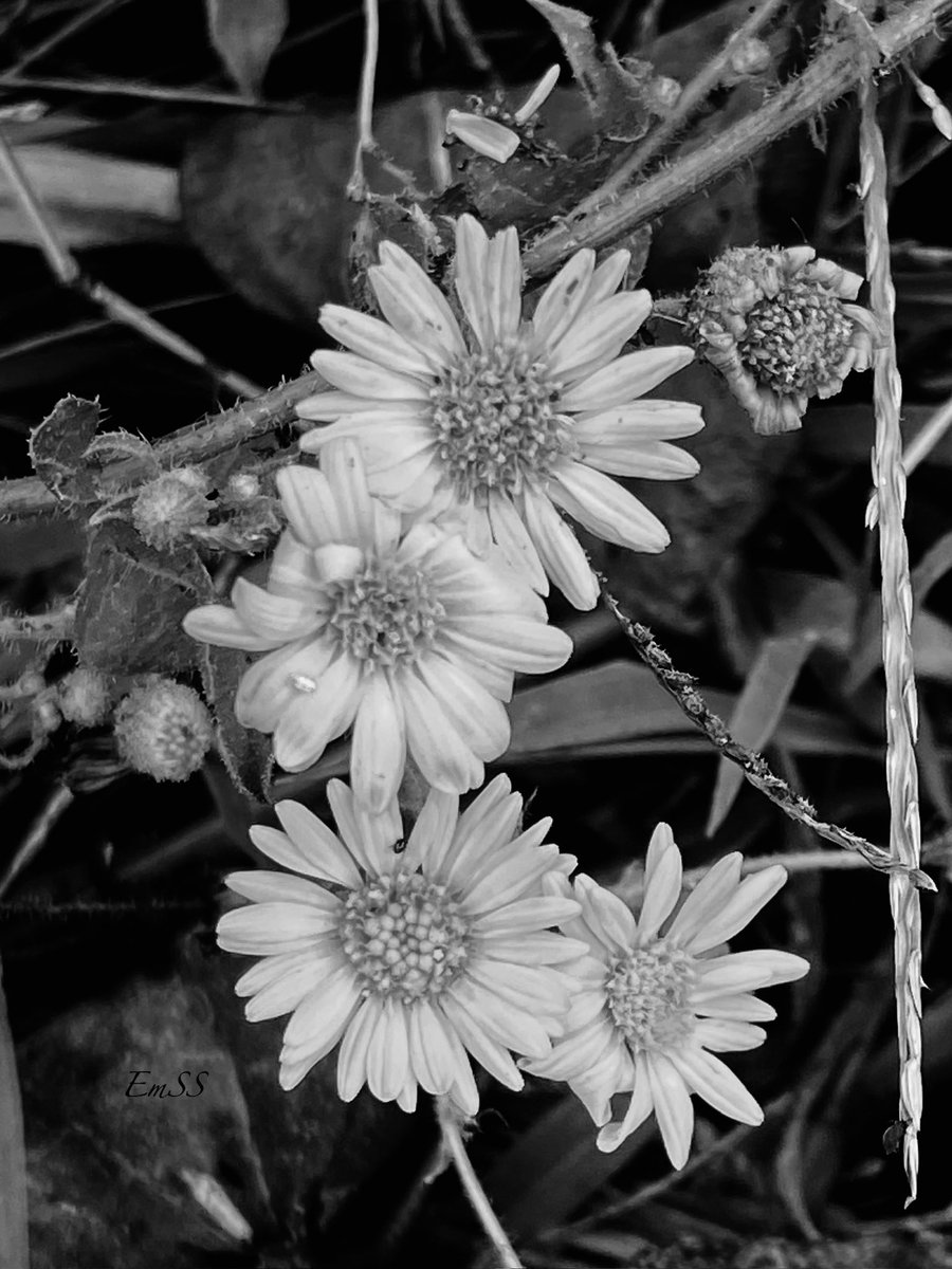 EmSS_4's tweet image. Happy MonochromeMonday 🖤🤍🩶
Even in grayscale, beauty lingers.
I’m caught up in today’s calling 🩺I’ll return to y’all this evening✨