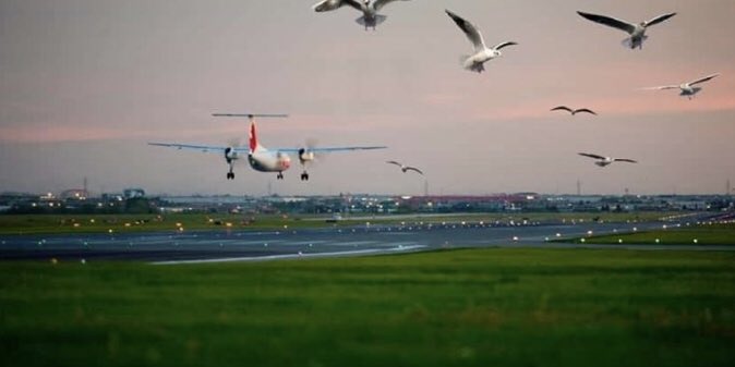 KUŞLARI UÇAKLARA ÇARPTIRAN GAZETECİLİK!
👇
haberlimani.com/kuslari-ucakla…

<a href="/WWF_TURKIYE/">WWF_TURKIYE</a> <a href="/DogaDernegi/">Doğa Derneği</a> <a href="/natgeotvturkiye/">National Geographic</a>