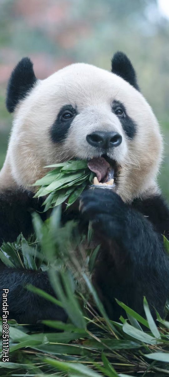 熊ページ chizu_xiang (@kobuchizu0612) / Posts / X