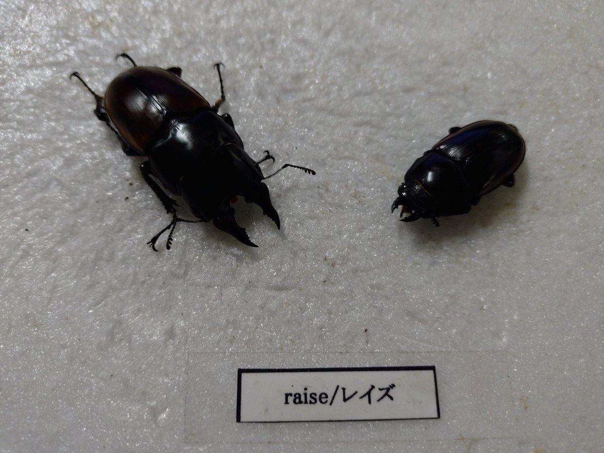 かぶぶくわわ (@mushi_lowkun) / Posts / X