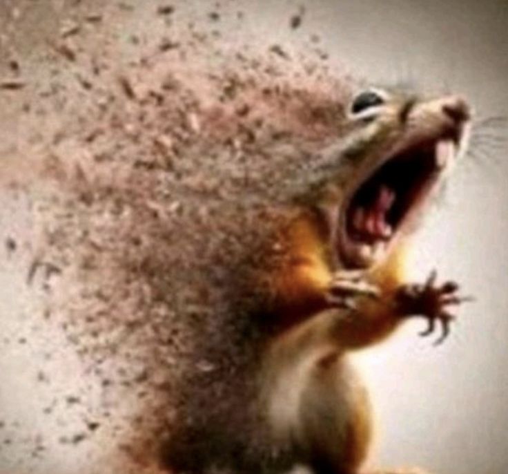 Sinceramente no sé que dibujar, fácil puedo hacer a alguno como ikarosxRenko o uno de ellos pero en forma furra, pero sería más de lo mismo 

Así que ¿Alguno tiene alguna sugerencia de que quieren que dibuje? 

#art #digitalart