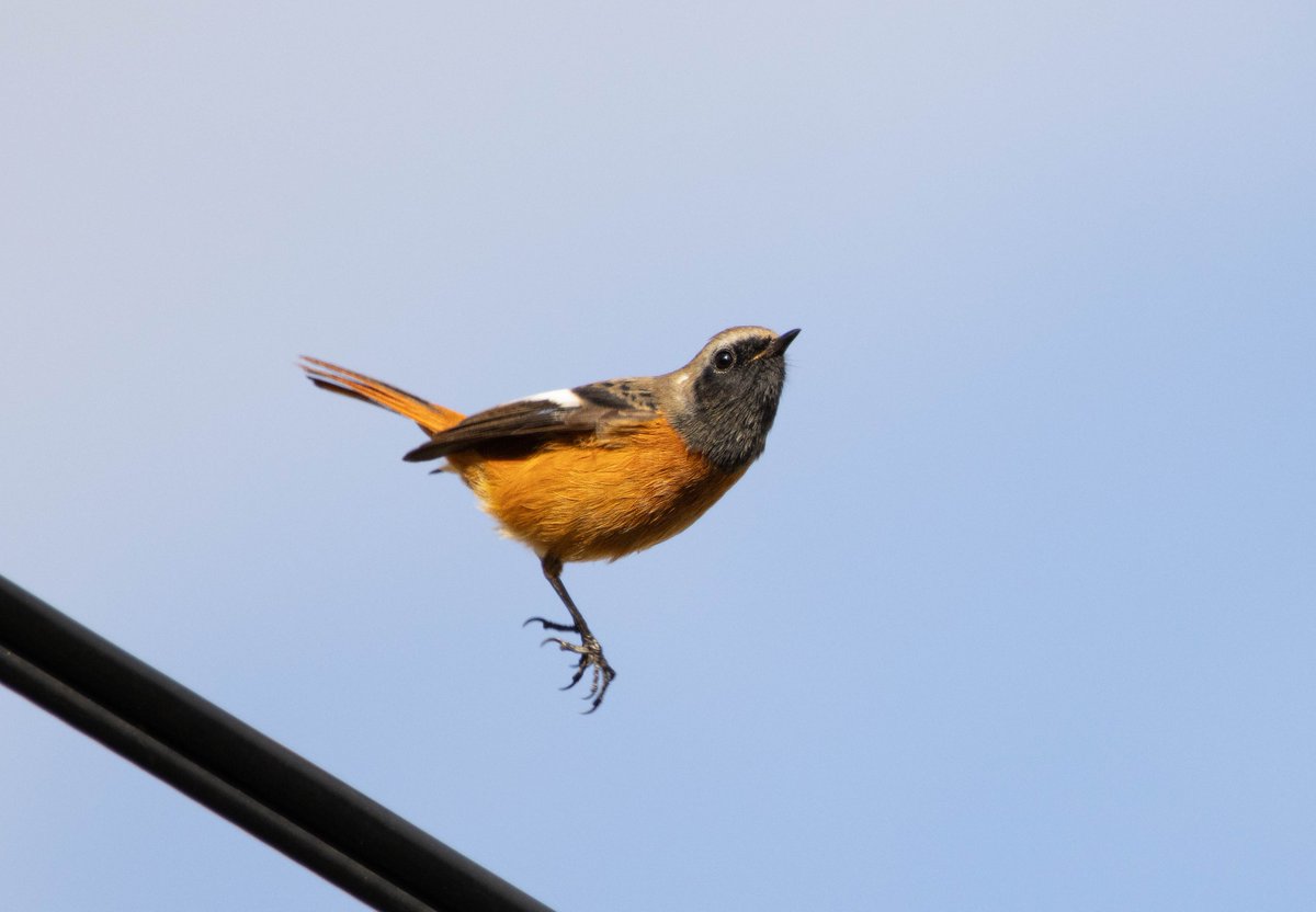 今季初のジョウビタキのオス！！
嬉しー！

けどそのポーズなに？？🤣✨