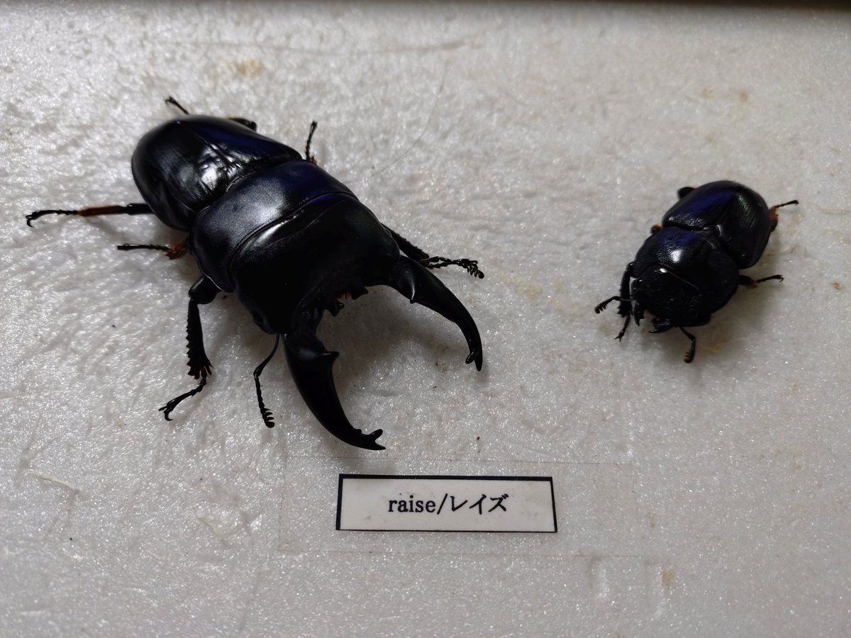 かぶぶくわわ (@mushi_lowkun) / Posts / X