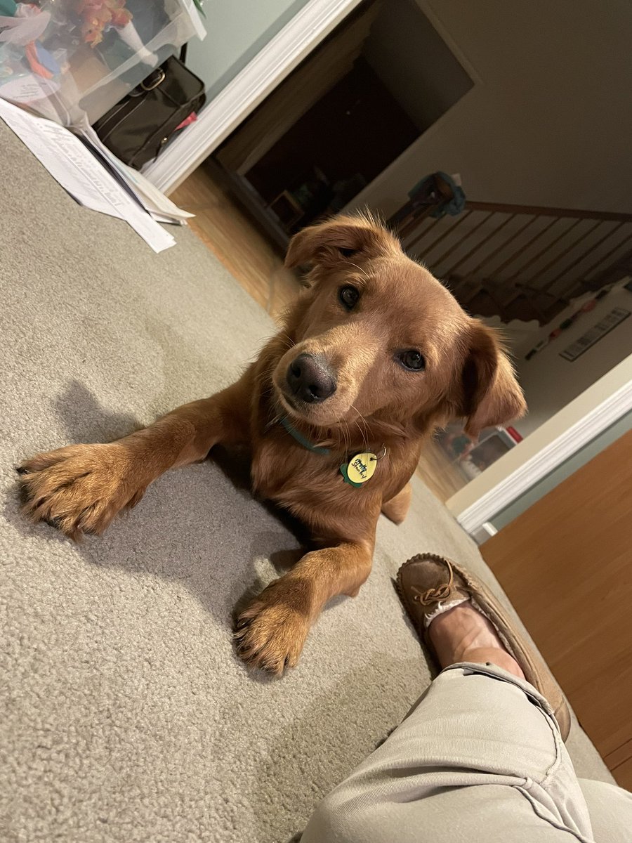 ptqbconsult's tweet photo. @BestinDogs Mine did too! https://t.co/awAdgLYdIs