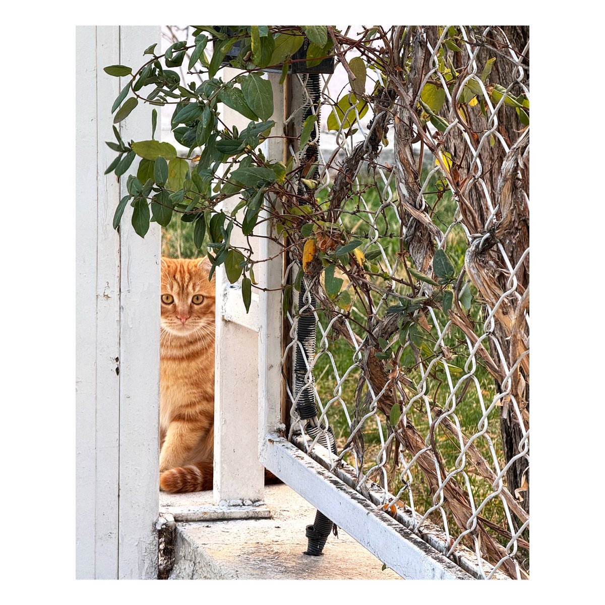 Gündem dışı, Güzeltepe kedisi 😌