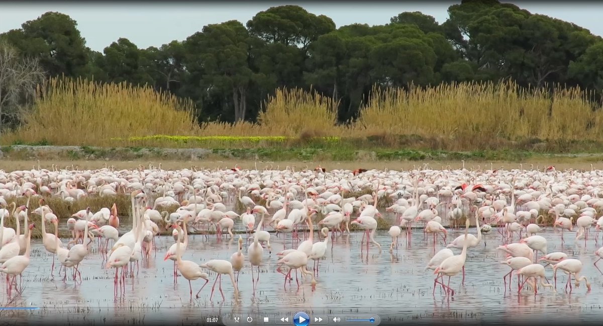 Los <a href="/RegistradoresCV/">RegistradoresDecanatoCV</a> presentan un vídeo divulgativo 📽️ 🎞️ sobre el Parque Natural de La #Albufera, seña de identidad del pueblo valenciano. Patrocinado por <a href="/GVAjusticia/">GVA Justicia y AAPP</a>, se ofrece en castellano y valenciano: registradorescomunidadvalenciana.org/2025/11/video-… #PatrimonioNatural <a href="/DevesaAlbufera/">Servici Devesa-Albufera</a> <a href="/GVAparcs/">GVA Parcs Naturals</a>💦🌾