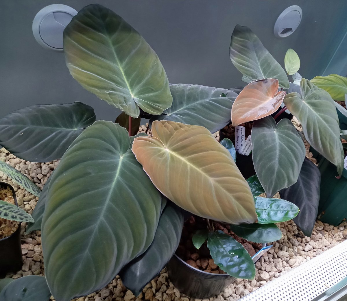 KENZO (@fw_kenzo) / Posts / X