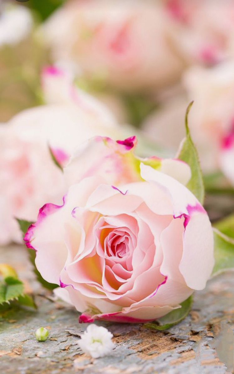 "Chiedimi ancora una volta dove vorrei vivere insieme a te, ora che i dubbi e le paure riposano, e il cielo mostra i suoi colori più belli.
(Fabrizio Caramagna)"

#IlGiocoDelleOpinioni
#SalaLettura 

<a href="/672Cilia/">Giusi </a>