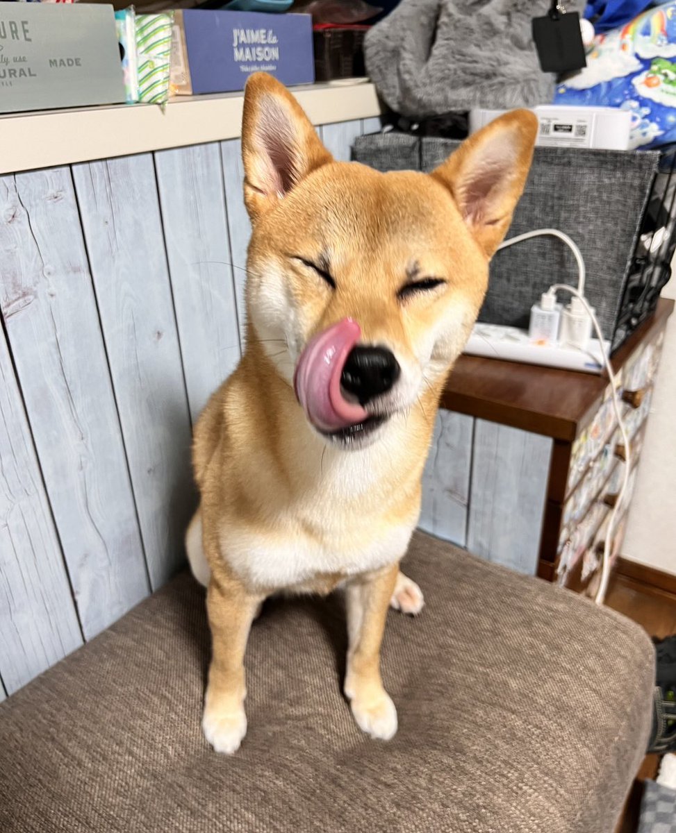 ニコちゃん3歳のお誕生日🎂🎈🎁🎉㊗️ ワンコってホント宝物なんだよね🥰