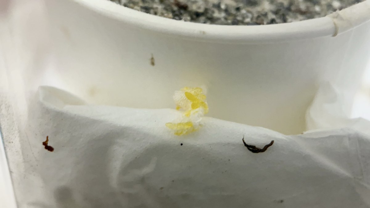 Yabugiris's tweet image. ヤマトマダラバッタがケースの側面に卵をぶち撒けてた
よく見るとティッシュを掘ったような跡を発見
回収した時には既にもう乾燥してたので、孵化は難しそう(一応保存はする)