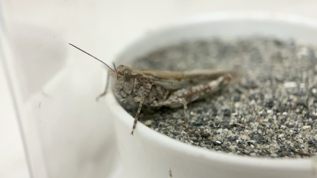 Yabugiris's tweet image. ヤマトマダラバッタがケースの側面に卵をぶち撒けてた
よく見るとティッシュを掘ったような跡を発見
回収した時には既にもう乾燥してたので、孵化は難しそう(一応保存はする)