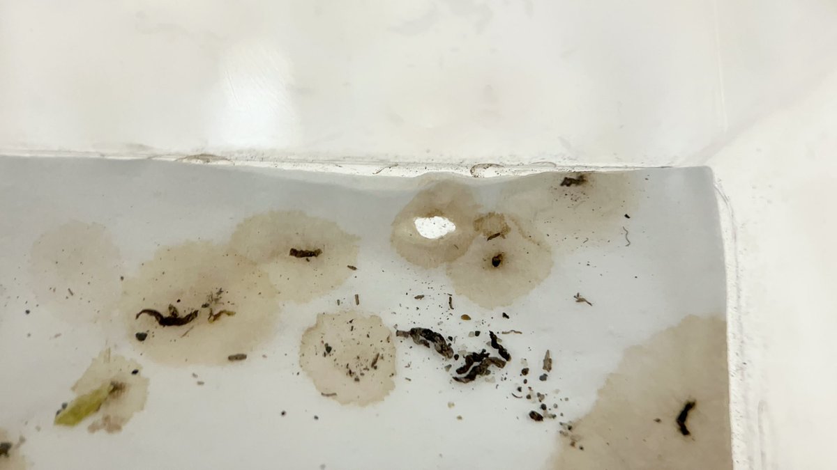 Yabugiris's tweet image. ヤマトマダラバッタがケースの側面に卵をぶち撒けてた
よく見るとティッシュを掘ったような跡を発見
回収した時には既にもう乾燥してたので、孵化は難しそう(一応保存はする)