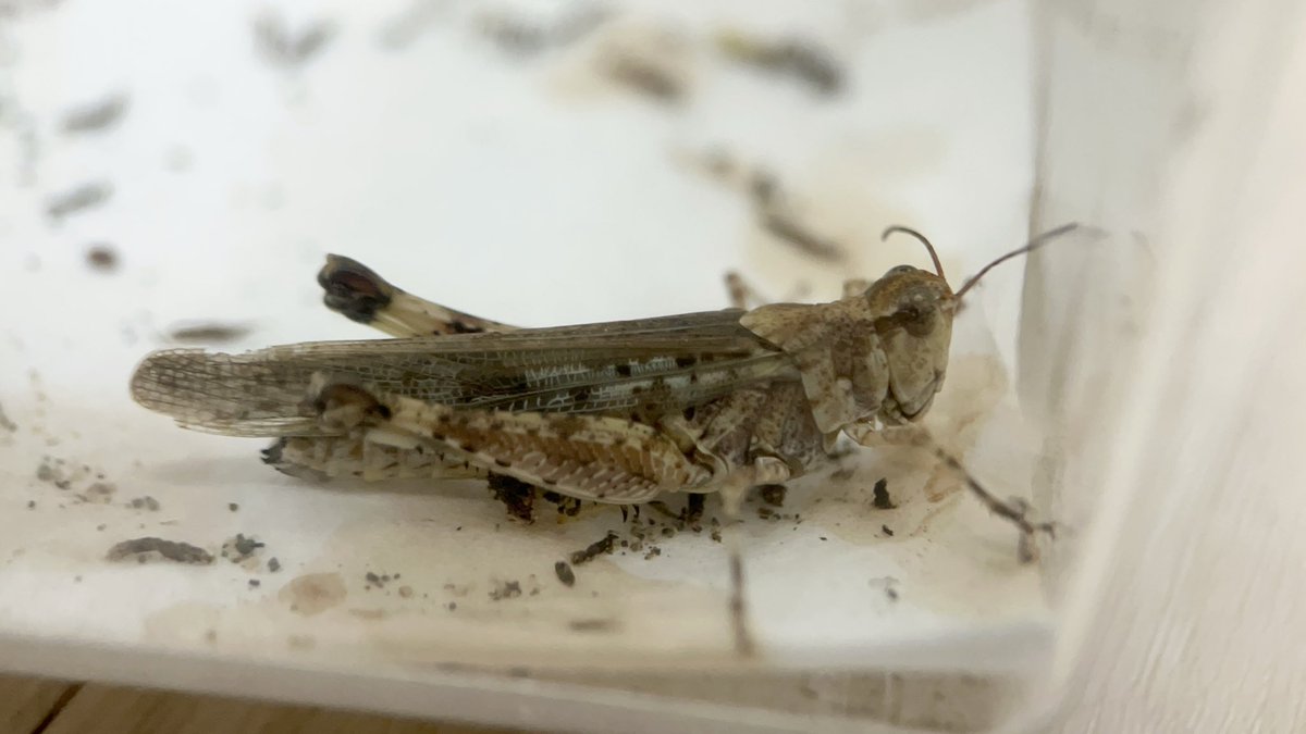 Yabugiris's tweet image. ヤマトマダラバッタがケースの側面に卵をぶち撒けてた
よく見るとティッシュを掘ったような跡を発見
回収した時には既にもう乾燥してたので、孵化は難しそう(一応保存はする)