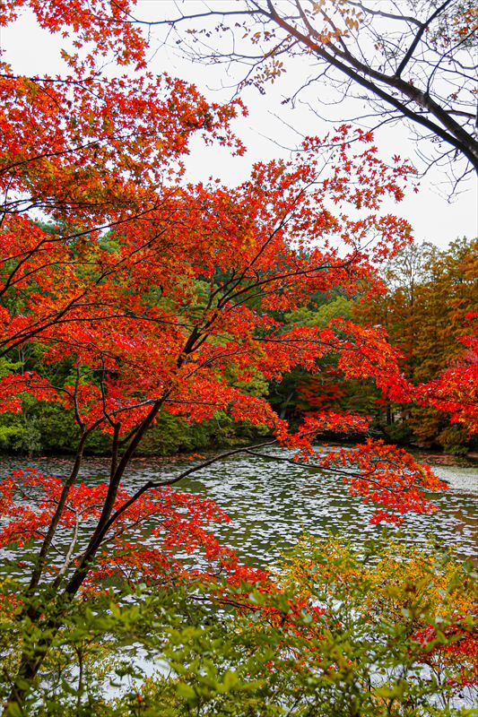 saitoh2010's tweet image. 紅葉の季節。 曇り空の下、静かに染まる森。 この日は森林植物園で、秋の色と静けさを拾い集めました。 しばらく紅葉シリーズ、続けてみます。

#紅葉 #森林植物園 #EOS6D #EF1740L #紅葉シリーズ2025 #秋の風景 #都市の静けさ #Canon風景部 #神戸写真部 #写真で綴る日々 #静かな秋の記録 #散歩写真
