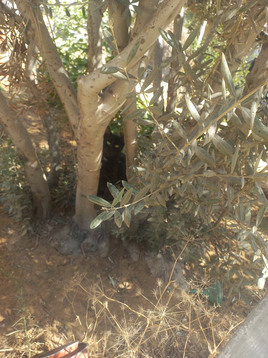 help cats tweet media