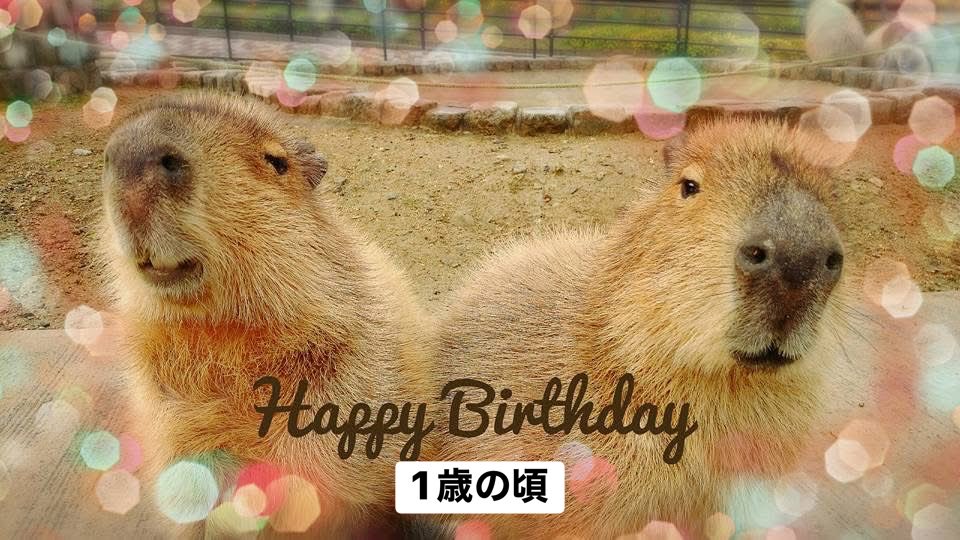 ささ @sasa.capybara (@ice3kyoudai) / Posts / X