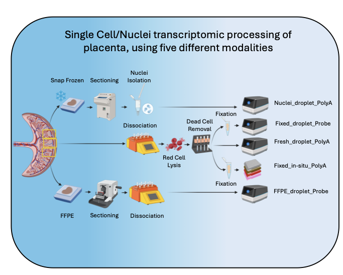 DrYaraSanchez's tweet image. Interested in applying #singlecelltranscriptomics to a difficult tissue? Please check out this #new preprint from Dorian Xenakis. Important read for experimental design and analysis! @scastesparraka @UCLchildhealth
@GGM_ICH biorxiv.org/content/10.110…