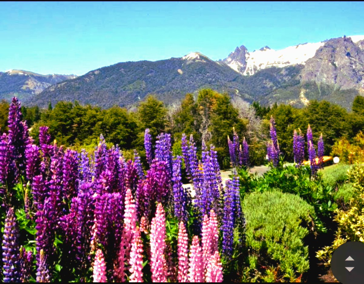lfsur's tweet photo. ¡Buen día! ¡Buena semana! 😍
Bariloche. Patagonia 🇦🇷🧉🍀 https://t.co/T5N6gvlc2D