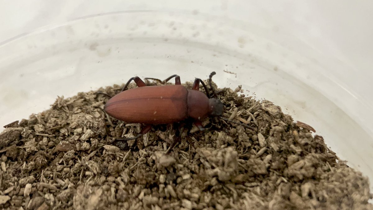 Yabugiris's tweet image. チャイロコメノゴミムシダマシ
繁殖させるために別居させていた子たちが羽化した
しかしオスの特徴が2匹ともにないため
次の蛹に期待