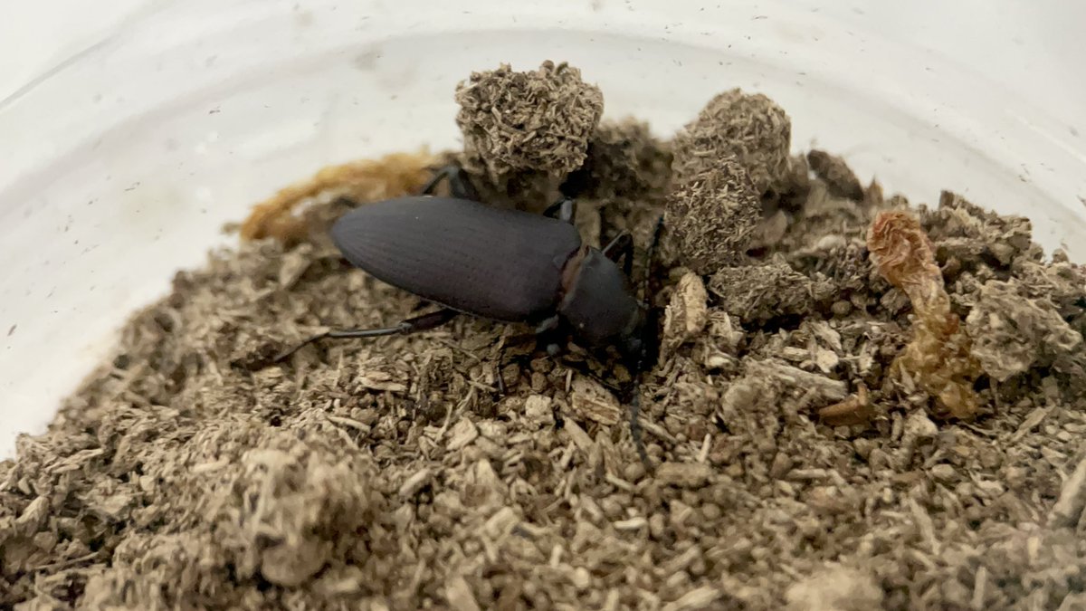 Yabugiris's tweet image. チャイロコメノゴミムシダマシ
繁殖させるために別居させていた子たちが羽化した
しかしオスの特徴が2匹ともにないため
次の蛹に期待