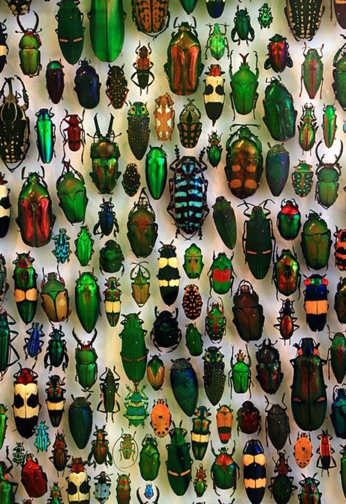KnowledgeZoneIn's tweet image. #KnowledgeByte: #Beetles are important to humans and our environment! Insectivore beetles &amp;amp; pollinating beetles are great to have in your garden!

Are beetles the most important organisms on the planet?

knowledgezone.co.in/posts/Why-beet…