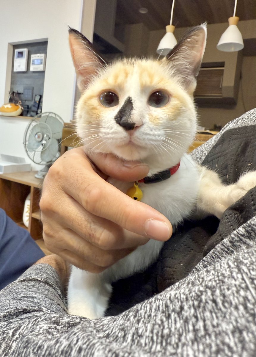 今日もまめちゃん、まるまるしてて心底可愛い！！！