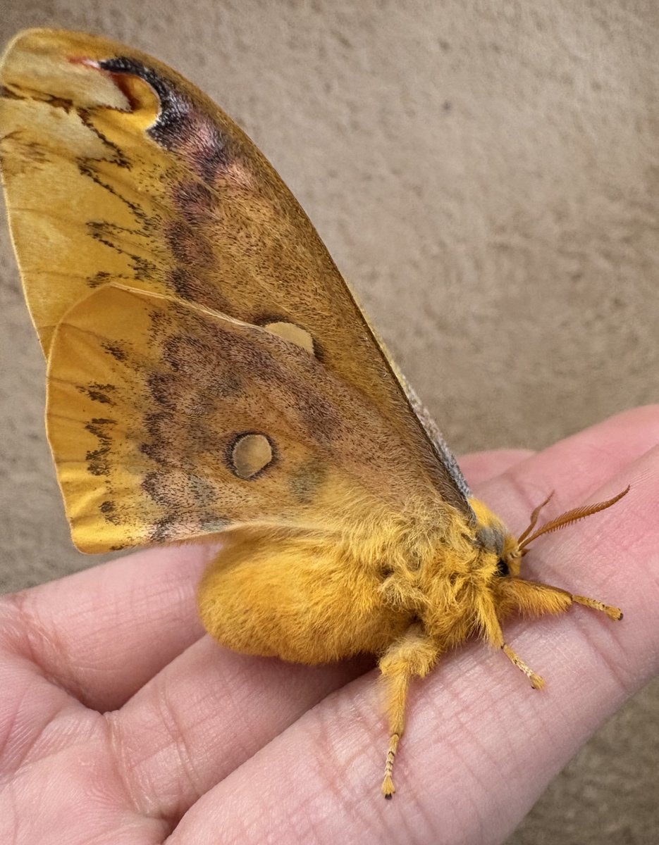 ウスタビガ
今朝生まれた毛玉
お婿さんをどこかで探してこなければ。