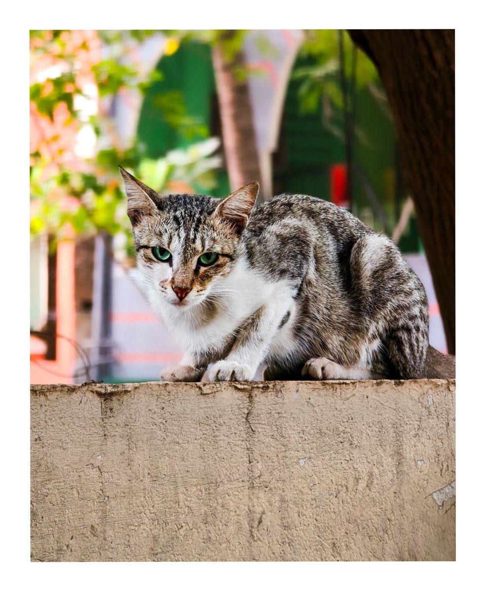 praveen610sibi's tweet image. Cute but plotting something 😺 

#StreetCat #CatStare #FelineVibes #CuteKitty #NatureSnapdragon #Mobilephotography #ShotOnSnapdragon
#Shotonxiaomi15ultra @Siva_Bharani
@Snapdragon_IN @XiaomiIndia @Xiaomi @xiaomicreators @Snapdragon