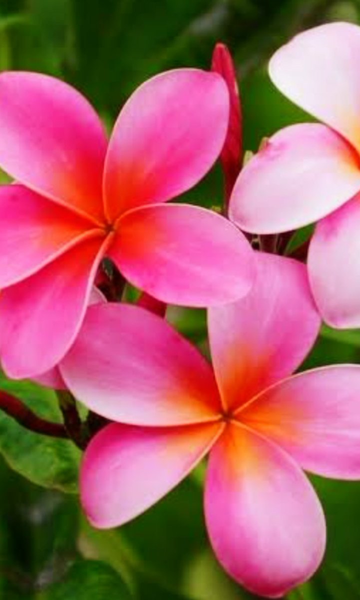 #MagentaMonday☄️💗☄️