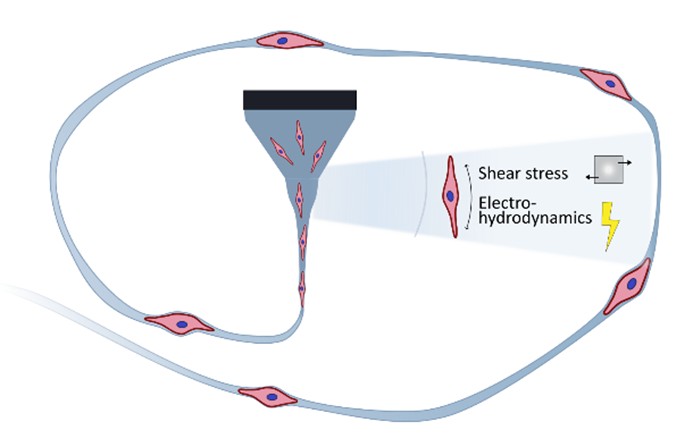 MIscilightpress's tweet image. In the review published by Dr. Anne-Kathrine Kure Larsen and Dr. Menglin Chen from @AarhusUni_int, key parameters in electrospinning affecting mammalian cell viability and functionality are assessed. #CellElectrospinning #Biofabrication #TissueEngineering
sciltp.com/journals/mi/ar…
